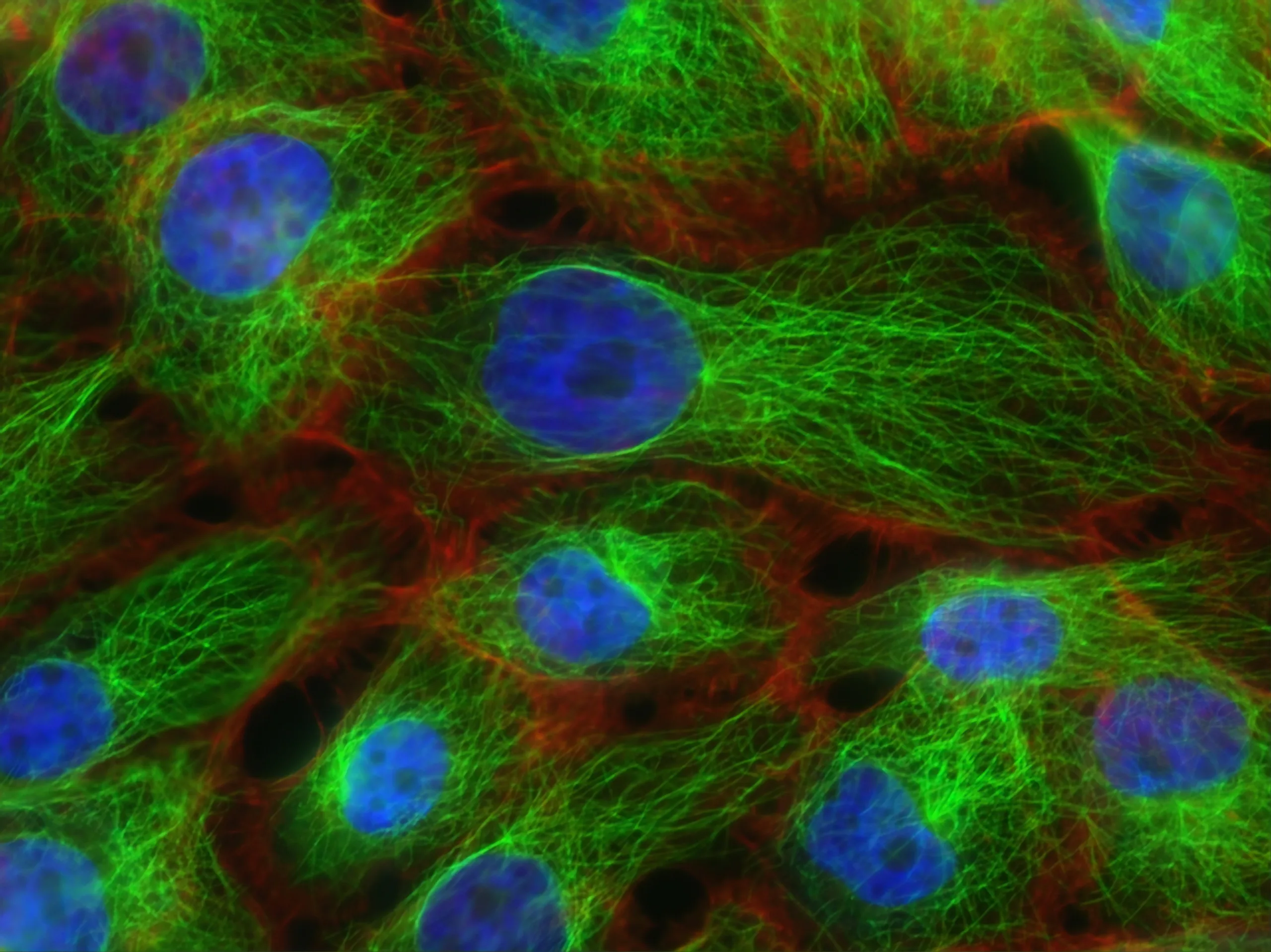 Fluorescent microscopic image of cells showing blue-stained nuclei, green-stained filament networks, and some red-stained structures, highlighting the internal organization and structure of the cells.